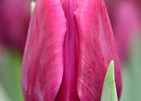 Tulipa Destination ® (4)